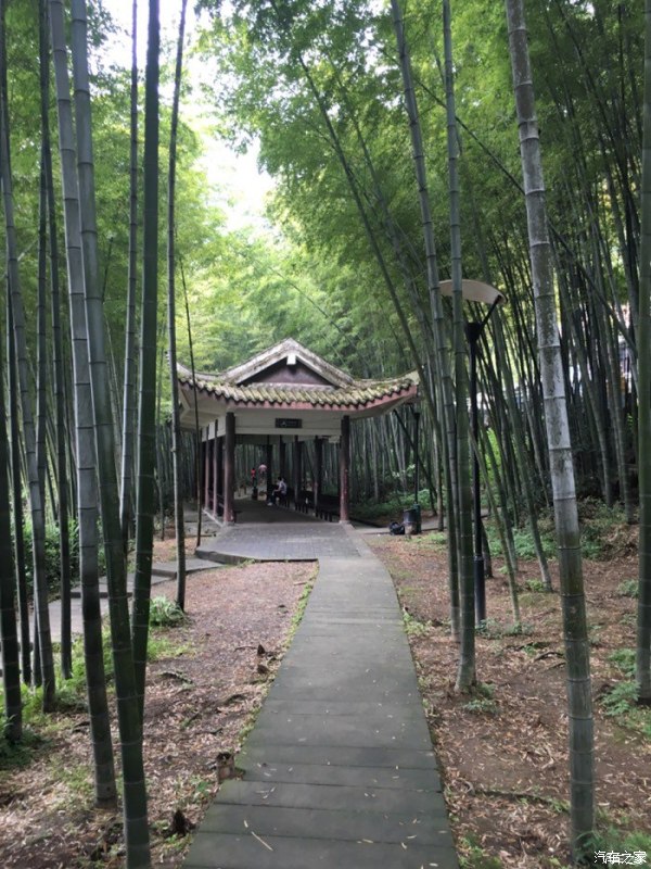 天下第一筇竹,天下第一竹林