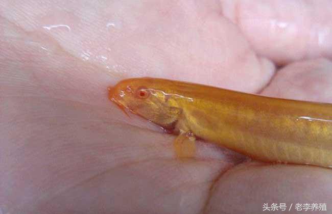 怎么捕捉泥鳅和螃蟹,捕捉泥鳅的最佳饵料