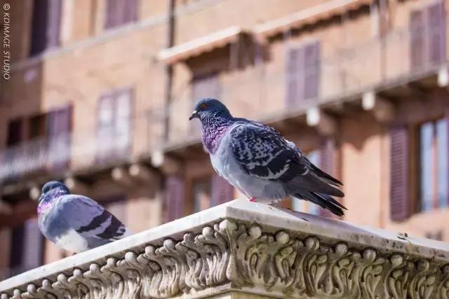 意大利锡耶纳旅行,意大利锡耶纳值得去吗