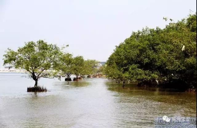 4条社区微巴直达西湾公园，这个“五一”来宝安看海天美景