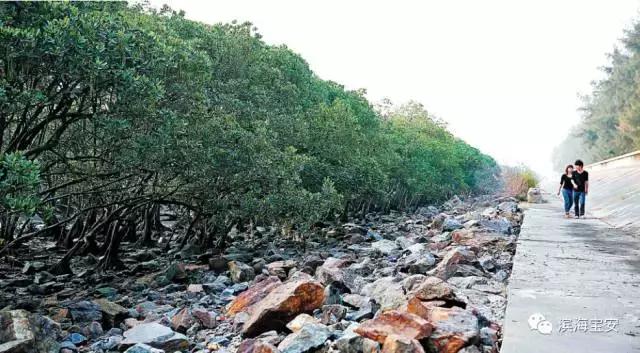 4条社区微巴直达西湾公园，这个“五一”来宝安看海天美景