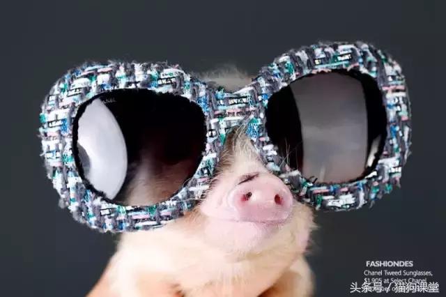 瀹犵墿鐚殑濂緢楗板搧,瀹犵墿鐚繘鍐涘ア渚堝搧鍥剧墖