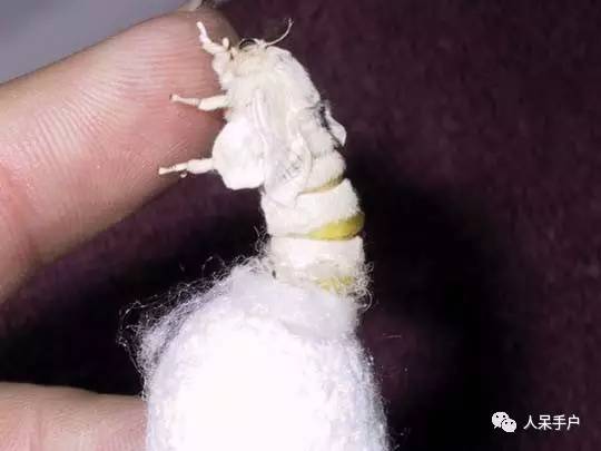 可爱的蚕宝宝怎么做,可爱的蚕宝宝