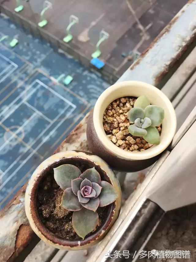 宿舍多肉品种推荐,宿舍多肉