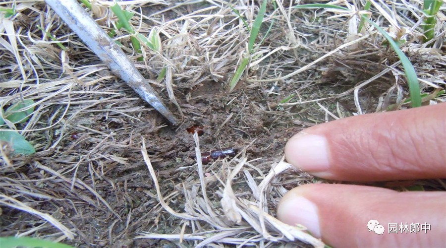 简述地老虎类害虫的综合防治方法,马铃薯地下害虫地老虎