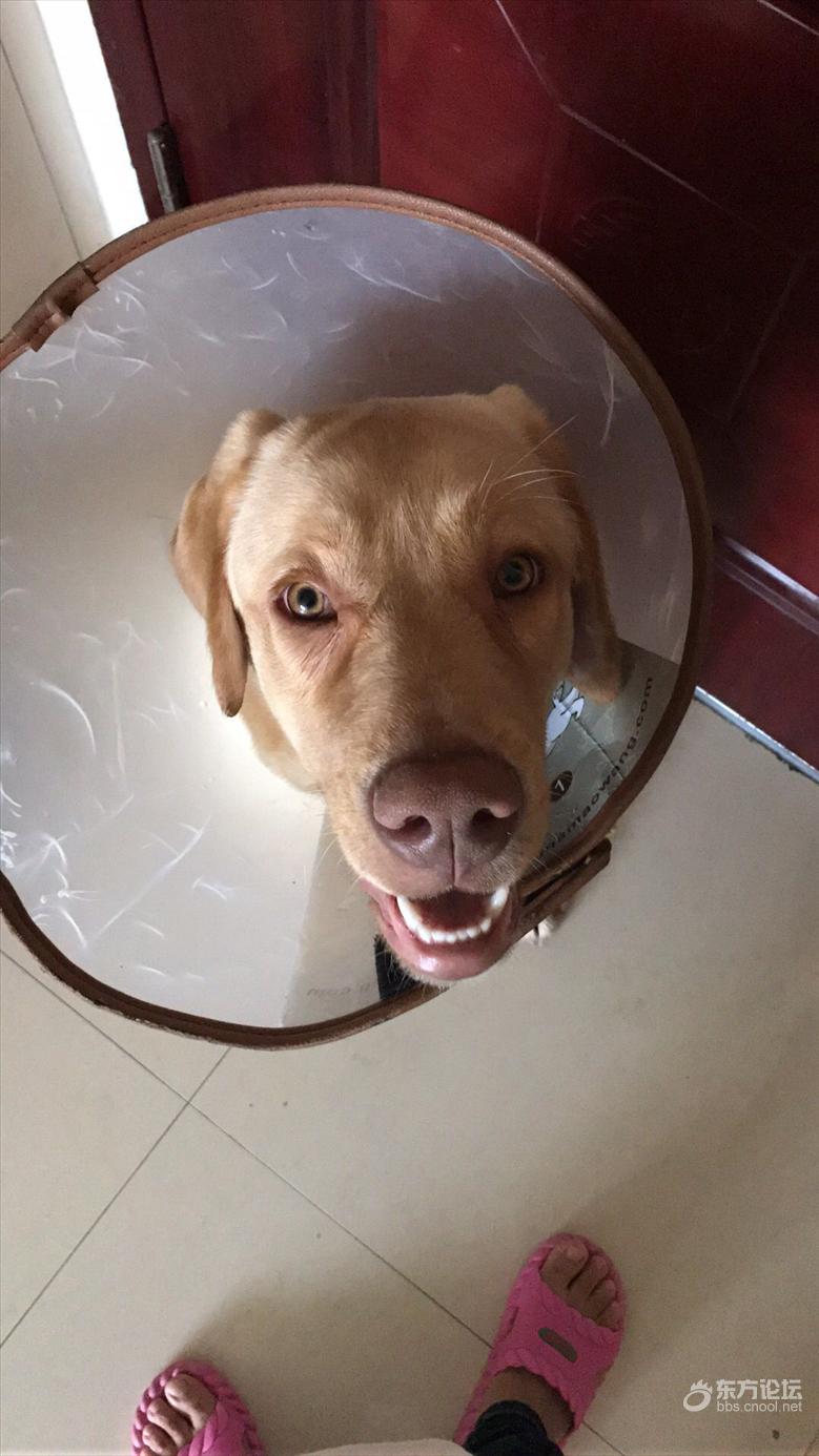 未婚夫的狗咬了我的狗,婚后岂不更糟?我宁愿分手