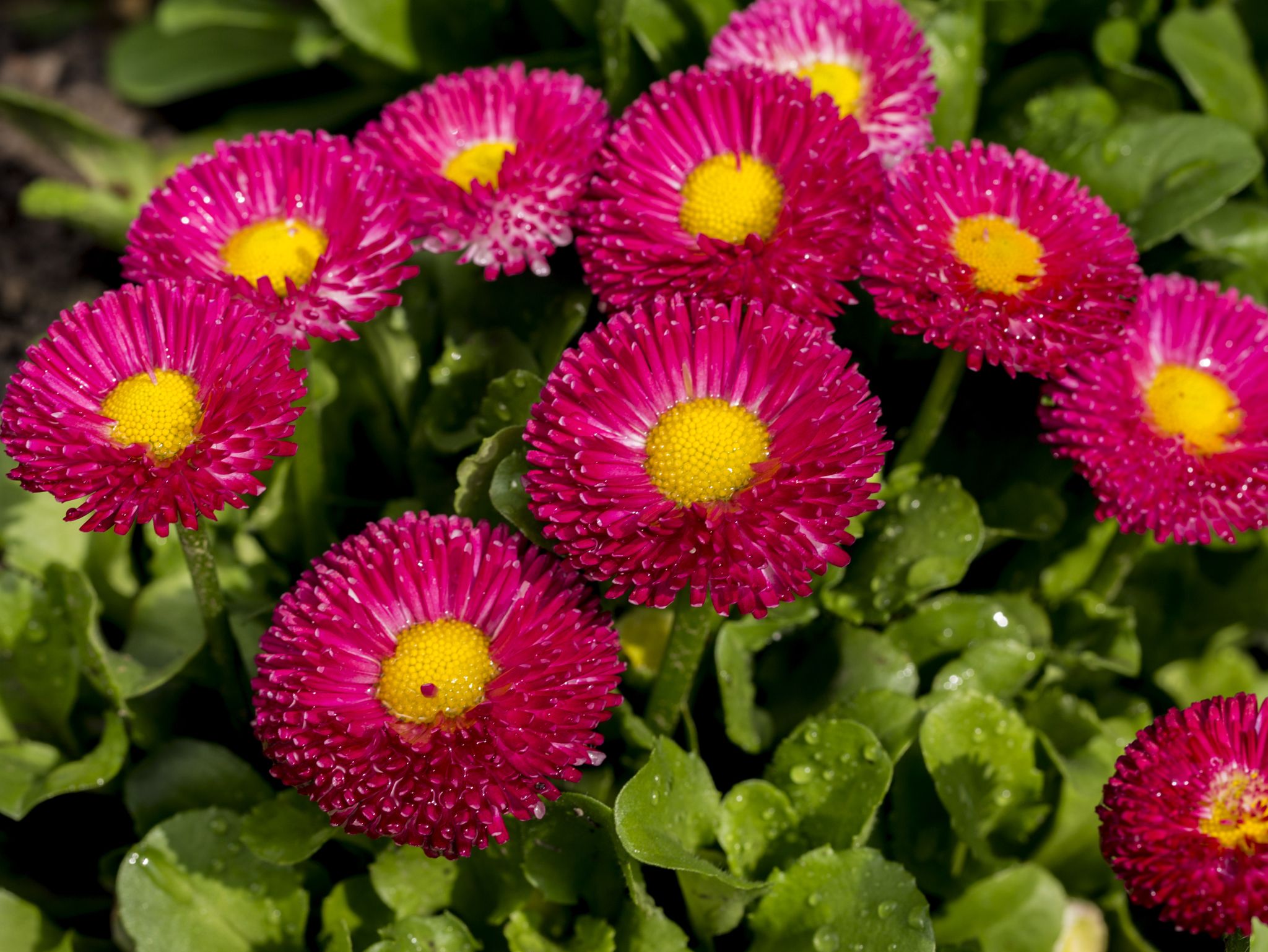 诗情画意新的一年新的开始,诗情画意字里行间醉人心扉