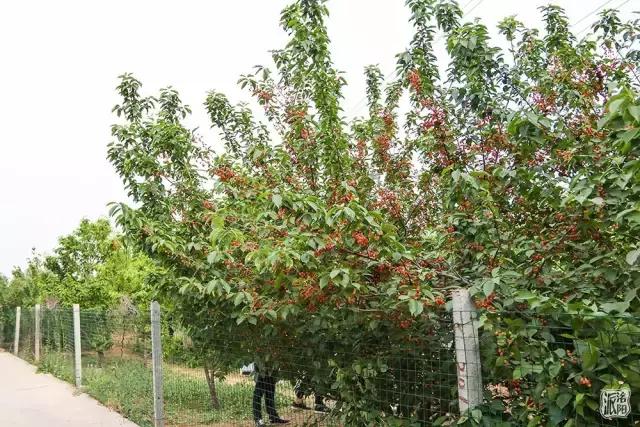 洛阳新安县樱桃采摘园,洛阳樱桃沟摘樱桃