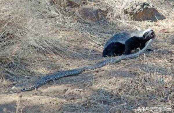 平头哥怕哪种蟒蛇的毒,可以杀掉平头哥的蟒蛇排名