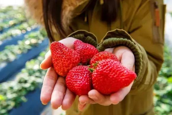 西安3月底周边赏花踏青一日游,武汉踏青自驾一日游推荐