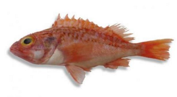 新西兰海产干货,新西兰海珍品