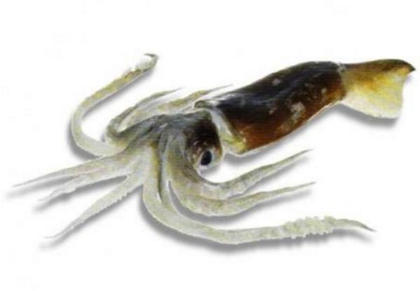 新西兰海产干货,新西兰海珍品