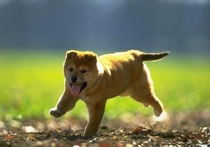 狗狗营养全面自制狗粮,狗狗自制狗粮需要哪些营养品