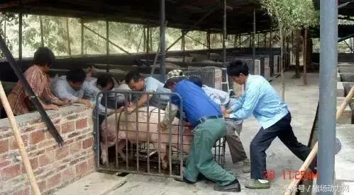 赶猪是怎么赶的,赶猪有什么经验吗