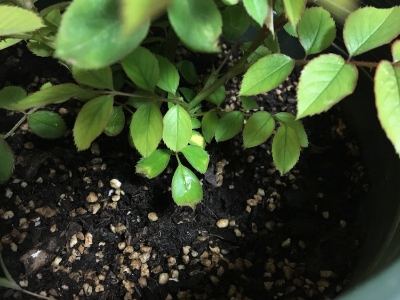 如何养花二次开花爆盆,让花卉迅速爆盆的方法