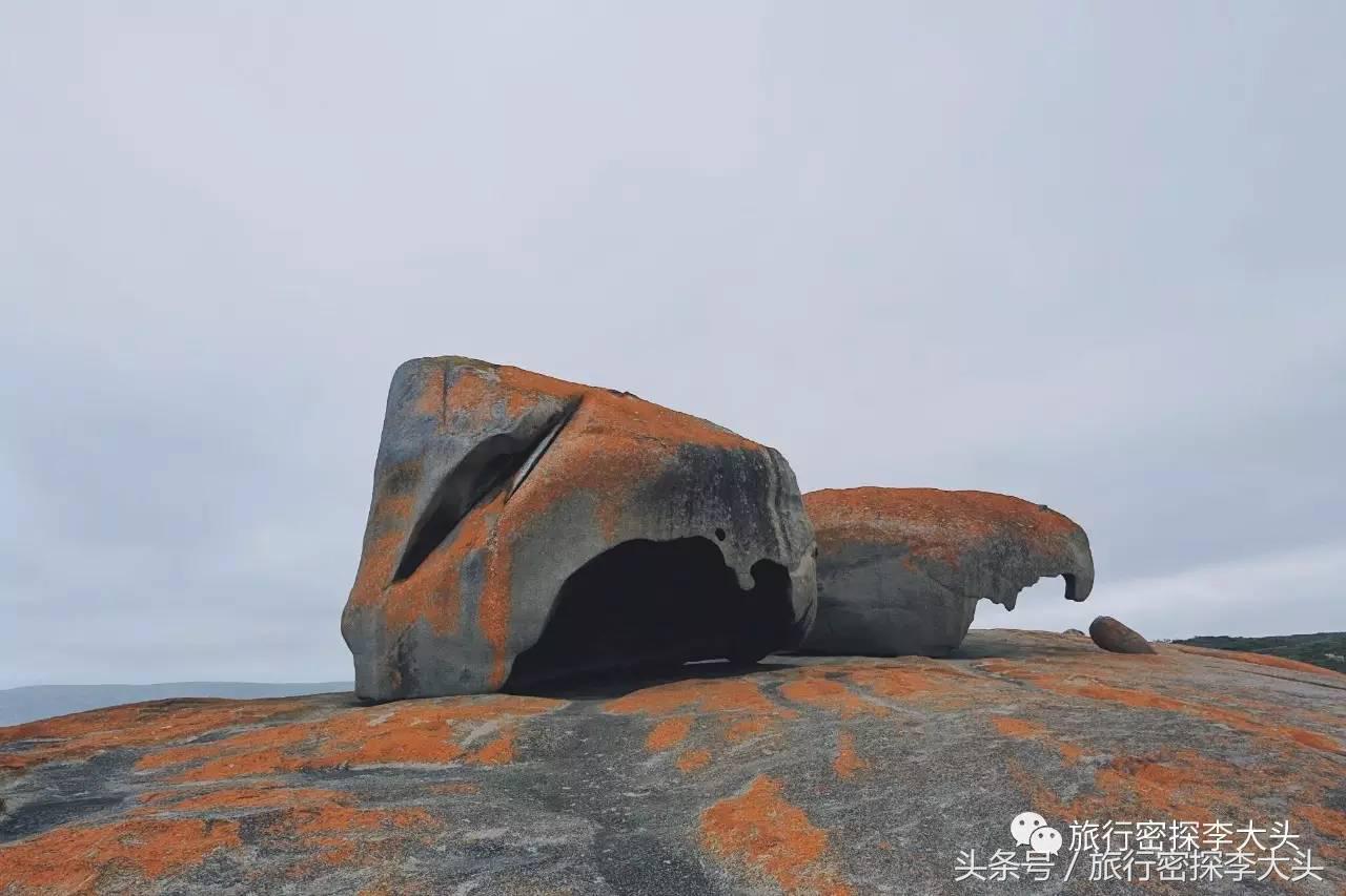 中国哪里可以抱考拉,全球哪里可以抱考拉