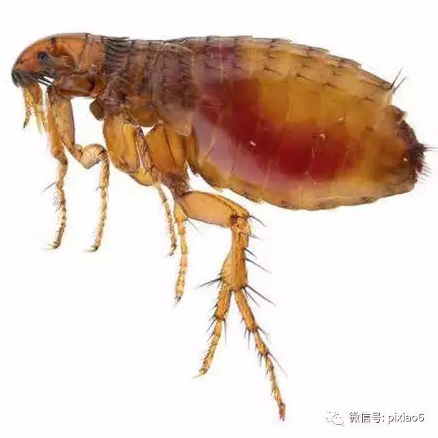 是谁?一口下去浑身水疱,奇痒难忍还不敢挠!一瓶好物要常备!