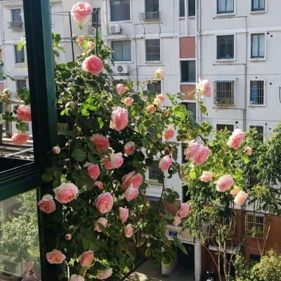 如何养花二次开花爆盆,让花卉迅速爆盆的方法