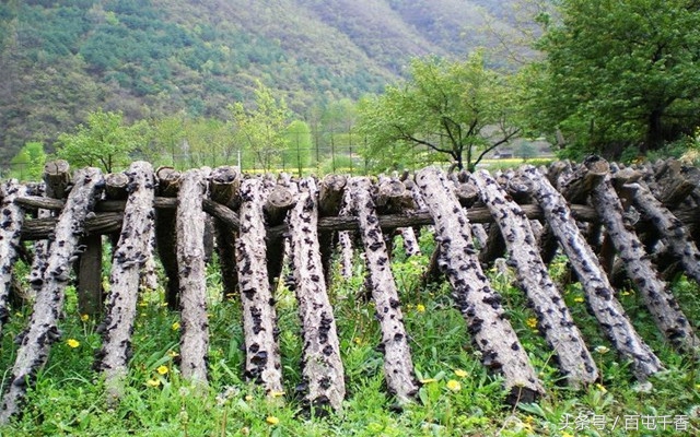 你会辨别真假蜂蜜吗,真假黑木耳图片对比