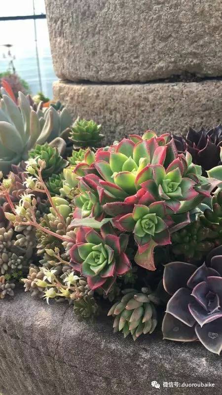 如何拒绝多肉伸手党,多肉伸手的正确方式