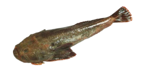 新西兰海产干货,新西兰海珍品