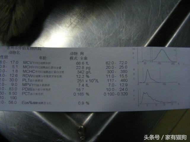 金毛因患犬瘟被主人狠心抛弃，医生建议安乐死，结果存活了下来！