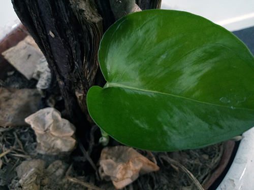 金立m6新款plus,金立m6全面评测