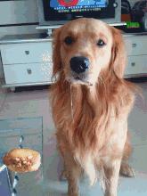 饲养金毛的禁忌,金毛为啥不建议新手养