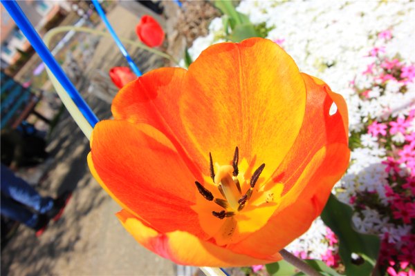 落英缤纷系列,落樱缤纷日本