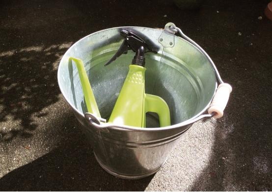 迷迭香枯萎的原因及补救方法,水培迷迭香为什么枯萎了