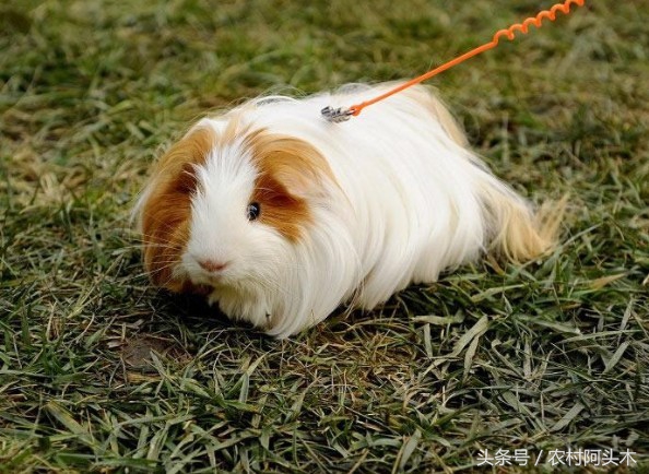 豚鼠的性格特点是什么呢,荷兰猪生活习性是什么