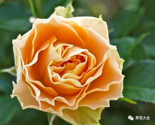 最美的十款月季品种推荐 (十种绝美的月季)