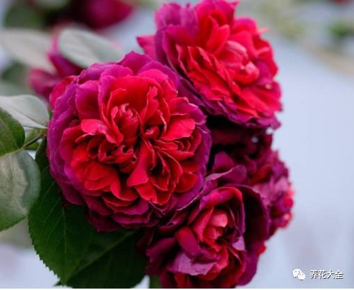 最美最高端的30款月季 (十种绝美的月季)