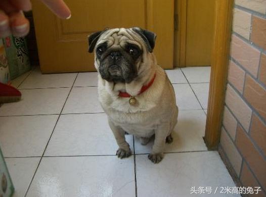 狗狗骑主人胳膊怎么纠正,狗狗跨骑运动