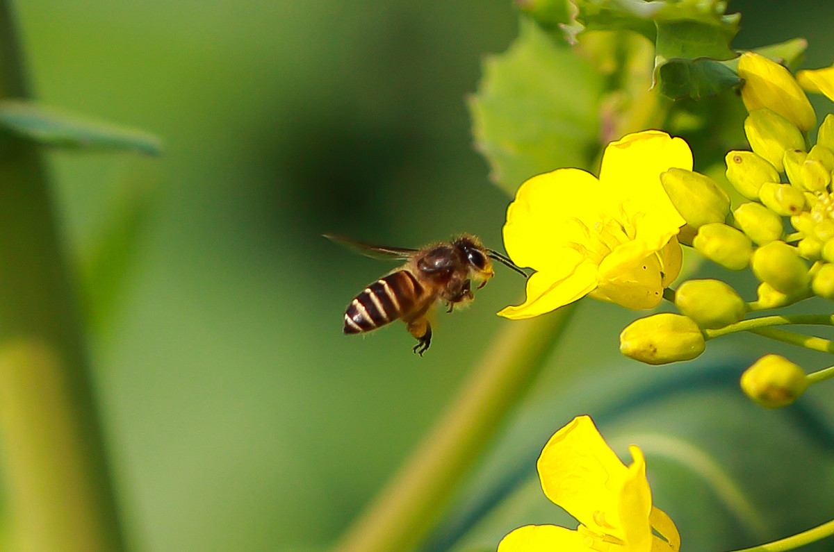 待到百花成蜜时为谁辛苦为谁甜,采得百花成蜜后为谁辛苦为谁甜