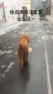 主人给大贵宾剪了个奇葩的新造型,自带屁垫儿,便便时好像穿着小裤裤