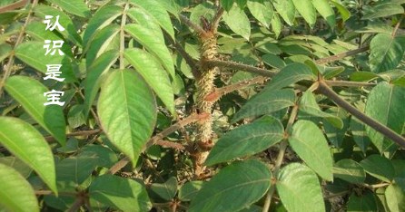 红楤木能长多大,红楤木生长在哪个地区