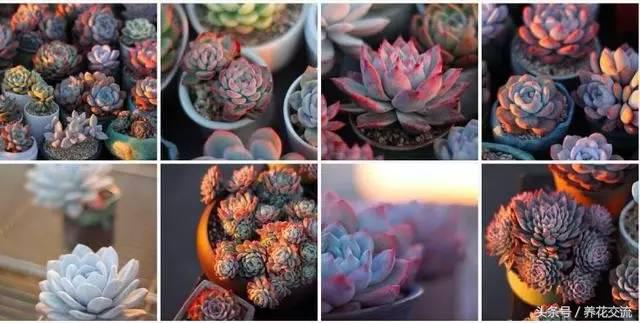 多肉植物以前丢路边都没人要,为什么现在的年轻人抢着买?