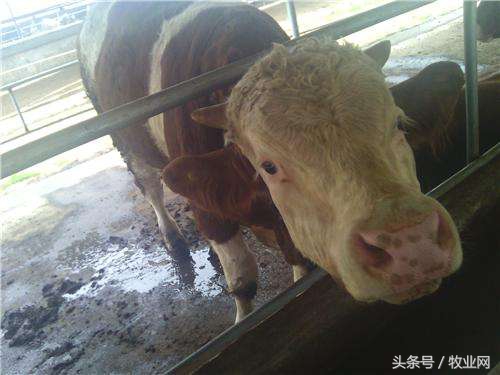 牛羊病诊断及治疗书籍,牛羊病诊断技术学习