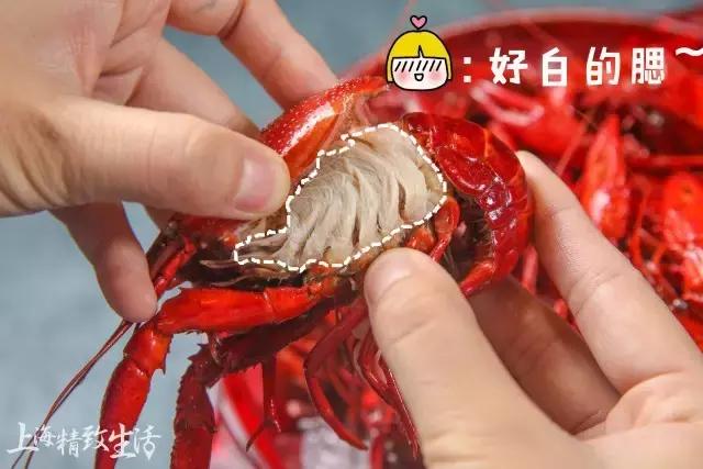 上海清水小龙虾,上海澳洲小龙虾