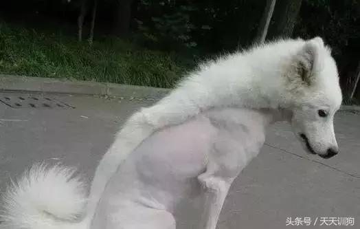 狗狗胎毛剃光多久能长出来,狗狗胎毛剃光造型