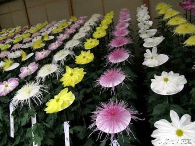 日本人为什么把樱花定为国花,日本为什么选择樱花作为国花