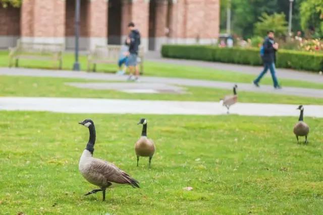 西雅图最浪漫的地方,西雅图一个充满文艺又浪漫的地方