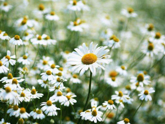 诗情画意新的一年新的开始,诗情画意字里行间醉人心扉