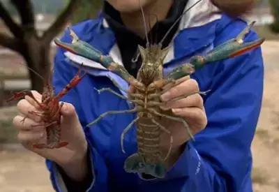 蓝色的龙虾最喜欢吃什么,蓝色的龙虾吃什么