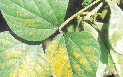 大豆叶子有红斑点是什么病,大豆花叶有黄斑怎么办