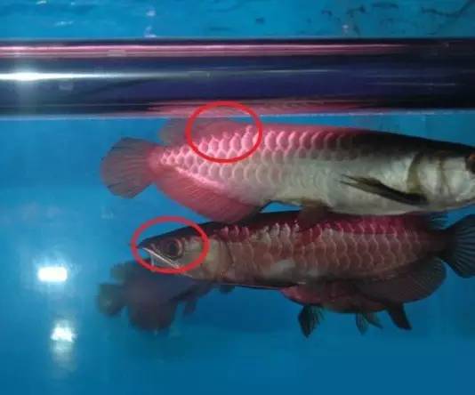 b级过背金龙一般价格多少,顶级蓝底过背金龙欣赏