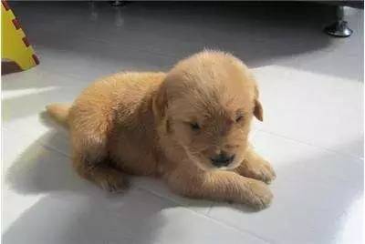 养狗去哪里领养比较好,养狗到底是养公还是养母的好