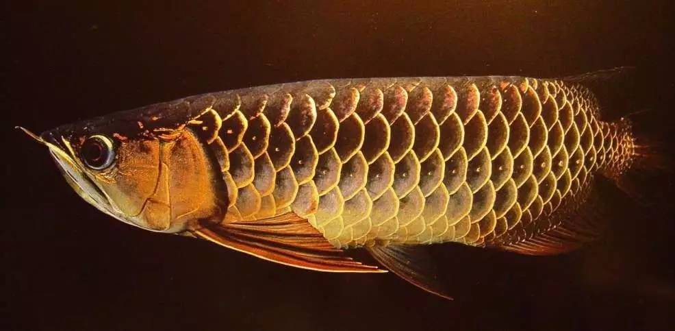 过背金龙和高背金龙的区别,高背金龙跟过背图片对比