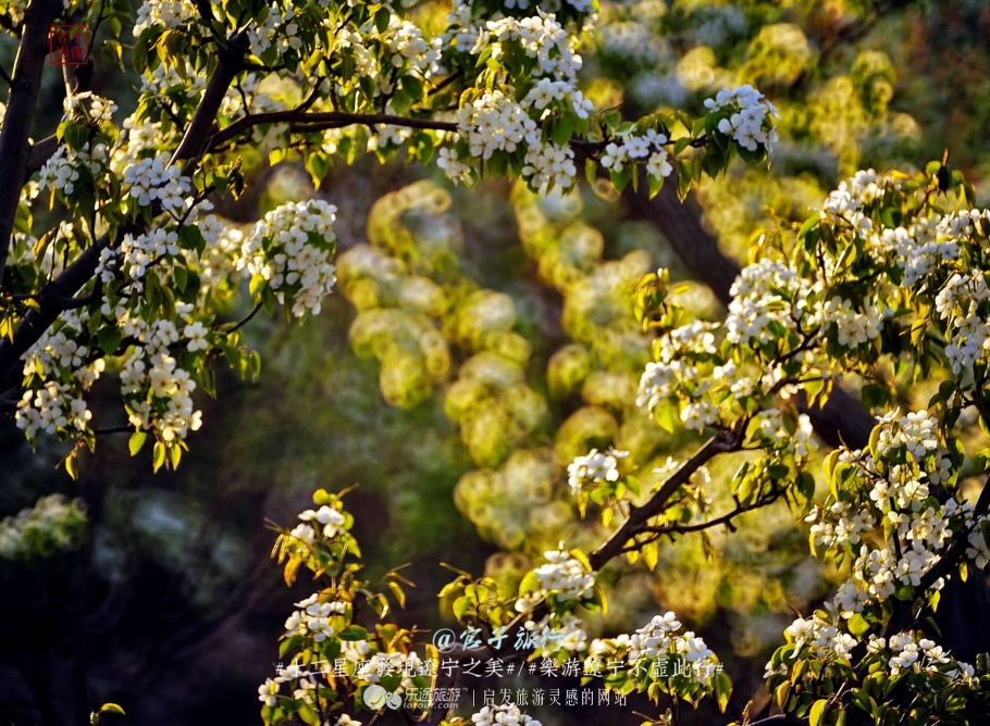 闾山四月梨花似海，源于大朝阳梨花老祖